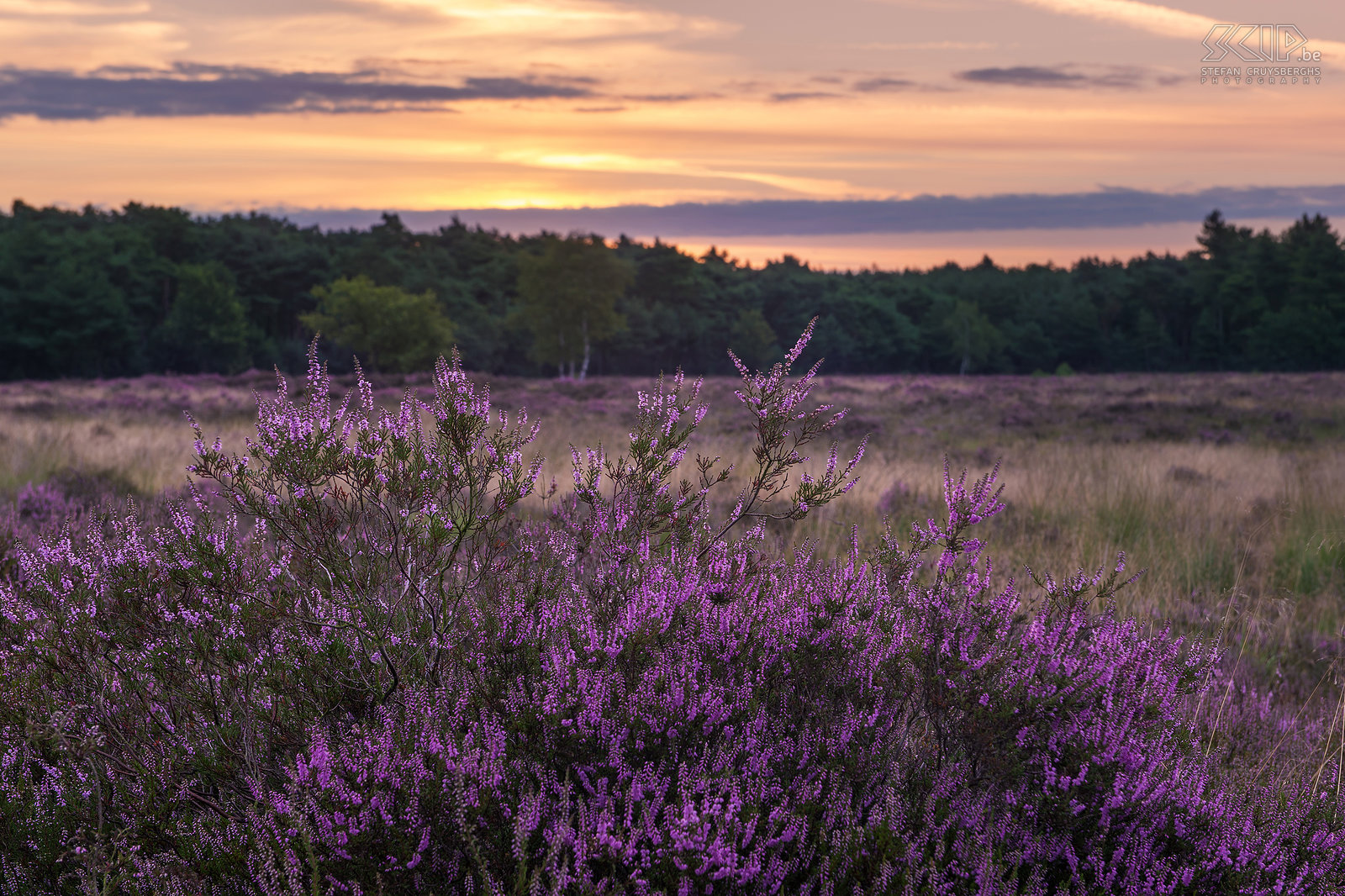 Blooming heathland - Heuvelse heide The most interesting time for landscape photographers in my home region the Kempen is definitely the blooming period of the heather in late August. This year it was a two weeks earlier than other years. I woke up early multiple times to photograph the sunrise at the heathlands of the Blekerheide and the Heuvelse heide in my hometown Lommel.<br />
 Stefan Cruysberghs